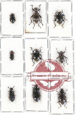 Scientific lot no. 257 Tenebrionidae (9 pcs)