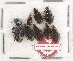 Scientific lot no. 413 Carabidae (8 pcs)