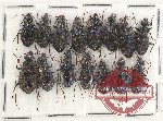 Scientific lot no. 418 Carabidae (15 pcs)