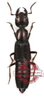 Staphylinidae sp. 4