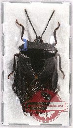 Pentatomidae sp. 39 (A2)