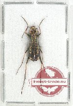 Prothyma bouvieri saiyokensis (A-)