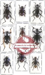 Scientific lot no. 254 Tenebrionidae (9 pcs)