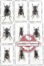 Scientific lot no. 259A Tenebrionidae (9 pcs)