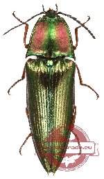 Campsosternus latiusculus