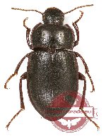 Tenebrionidae sp. 92 (A2)