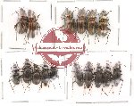 Scientific lot no. 16 Carabidae (16 pcs)