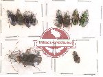 Scientific lot no. 27 Carabidae (10 pcs)