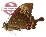 Papilio paris detanii (5 pcs)