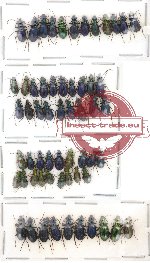 Scientific lot no. 41 Carabidae (59 pcs)