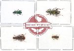 Scientific lot no. 47 Carabidae (1pc A2) (4 pcs)