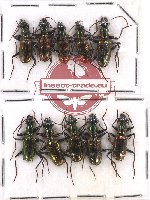 Scientific lot no. 468 Carabidae (10 pcs)