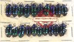 Scientific lot no. 887 Heteroptera (20 pcs)