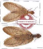Scientific lot no. 4 Corydalidae (2 pcs - 1 pc A2)