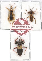 Scientific lot no. 907 Heteroptera (Reduviidae) (3 pcs)