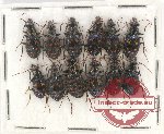 Scientific lot no. 473 Carabidae (12 pcs)