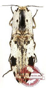 Paracalais sp. 7 (A2)