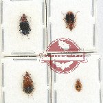 Scientific lot no. 200Z Carabidae (4 pcs)