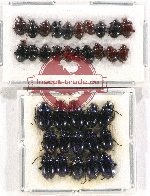 Scientific lot no. 438 Chrysomelidae (35 pcs)