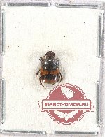 Onthophagus sp. 23