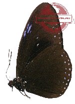 Euploea configurata (A2)