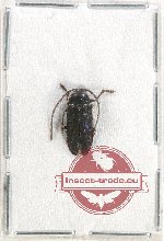 Dascilidae Scientific lot no. 10 (1 pc)