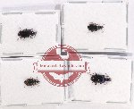 Scientific lot no. 602 Carabidae (4 pcs - 1 pc A2)