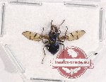 Diptera sp. 49