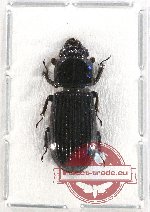 Passalidae sp. 40 (A-)