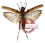 Orthoptera sp. 24 (SPREAD) (10 pcs)
