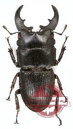 Aegus philippinensis banggaiensis (A-)