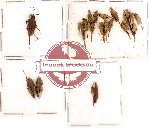 Scientific lot no. 2 Orthoptera (A, A-, A2) (18 pcs)