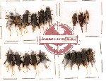 Scientific lot no. 3 Orthoptera (A, A-, A2) (19 pcs)