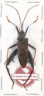 Coreidae sp. 19