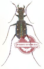 Calochroa flavomaculata