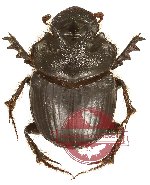 Onthophagus ferox (3 pcs)