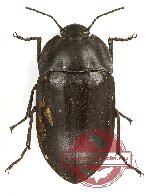 Tenebrionidae sp. 107