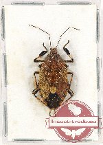Pentatomidae sp. 53 (A-)
