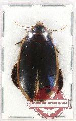 Scientific lot no. 104 Dytiscidae (1 pc)