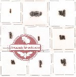 Bostrichidae Scientific lot no. 6 (15 pcs)