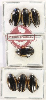 Scientific lot no. 107 Dytiscidae (7 pcs)