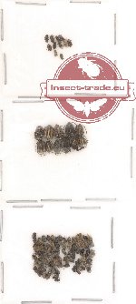 Bruchidae Scientific lot no. 4 (118 pcs)
