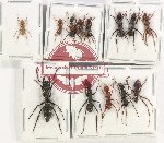 Scientific lot no. 23 Formicidae (13 pcs)