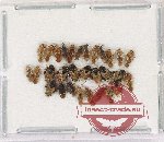 Scientific lot no. 1054 Heteroptera (30 pcs)