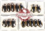 Scientific lot no. 106 Dytiscidae (15 pcs)