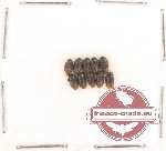 Eucynetidae Scientific lot no. 1 (10 pcs)