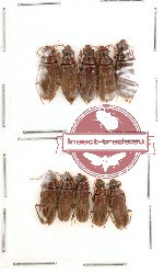Karumiidae Scientific lot no. 1 (10 pcs)