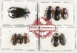 Scientific lot no. 110 Dytiscidae (9 pcs)