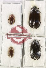 Scientific lot no. 111 Dytiscidae (4 pcs)