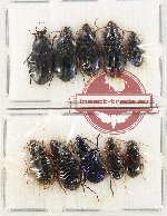 Scientific lot no. 658 Carabidae (10 pcs)